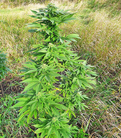 Roślina odmiany Super Skunk Autoflower – zdjęcie 13