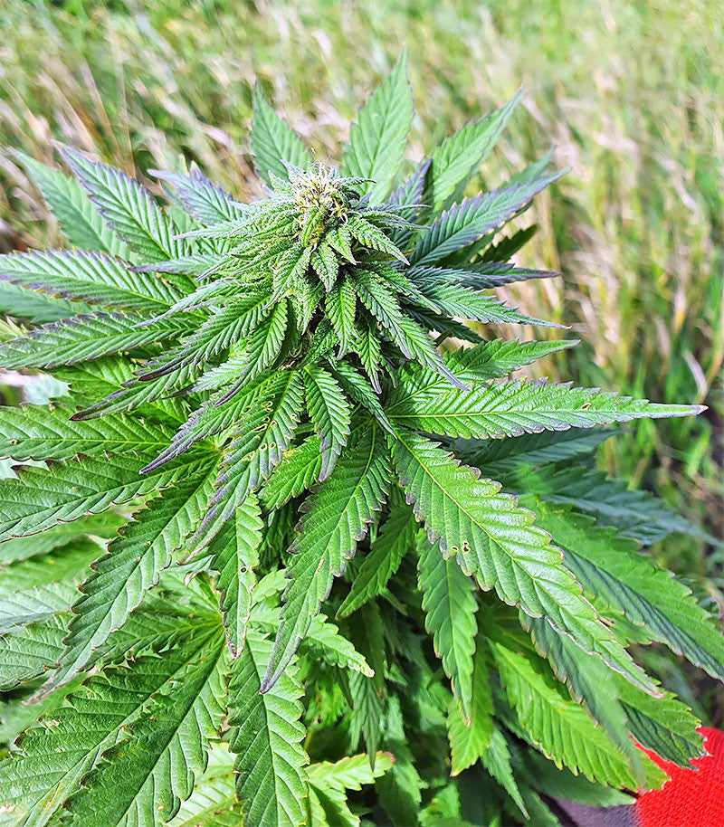 Roślina odmiany Super Skunk Autoflower – zdjęcie 9