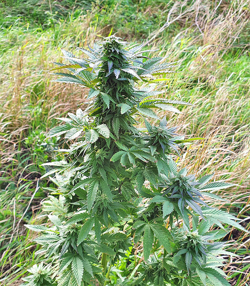 Roślina odmiany Super Skunk Autoflower – zdjęcie 15