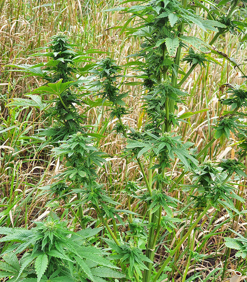 Roślina odmiany Super Skunk Autoflower – zdjęcie 16