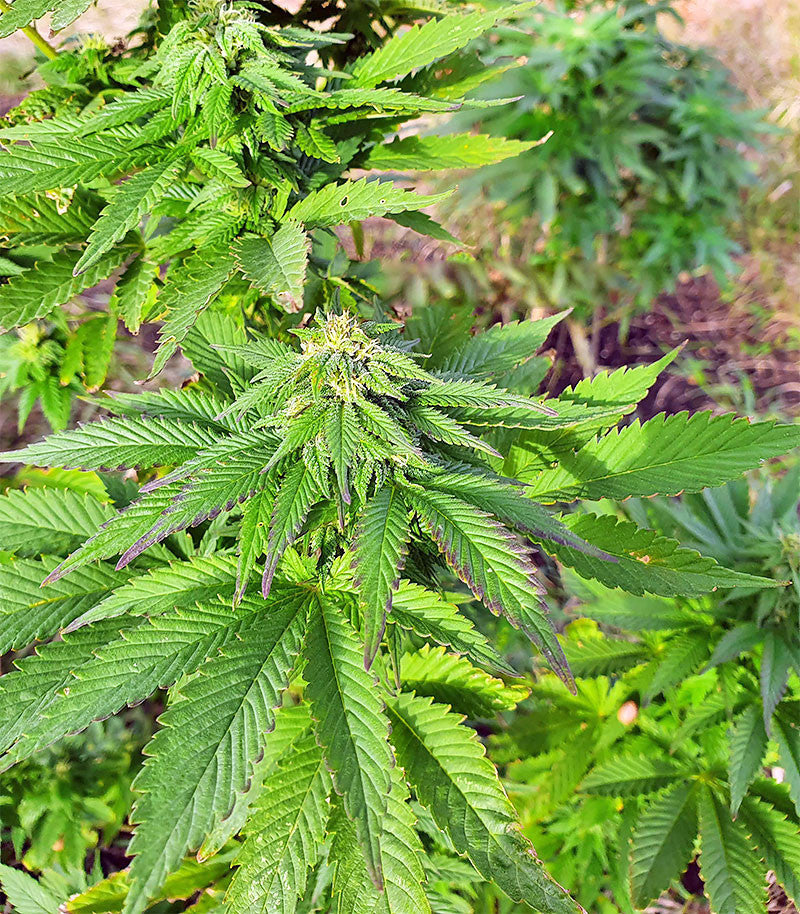 Roślina odmiany Super Skunk Autoflower – zdjęcie 17