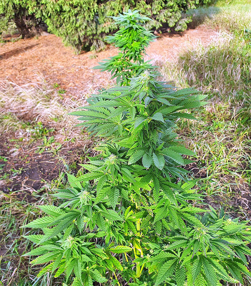 Roślina odmiany Super Skunk Autoflower – zdjęcie 18