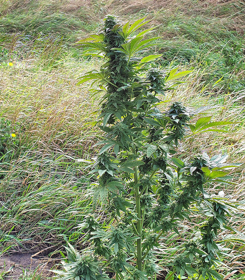Roślina odmiany Super Skunk Autoflower – zdjęcie 14