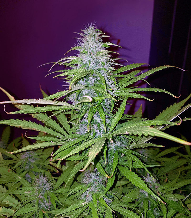 Roślina odmiany Sweet Cheese XL Auto – zdjęcie 3