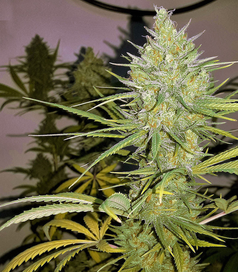 Roślina odmiany Sweet Cheese XL Auto – zdjęcie 6