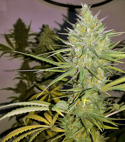 Roślina odmiany Sweet Cheese XL Auto – zdjęcie 6
