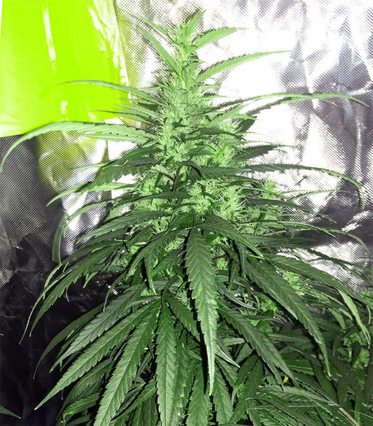 Roślina odmiany Sweet Pure Auto CBD – zdjęcie 3