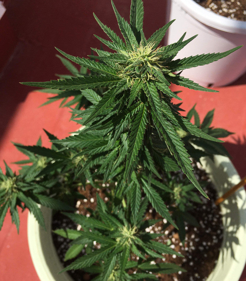Roślina odmiany Watermelon Z – Pyramid Seeds – zdjęcie 4