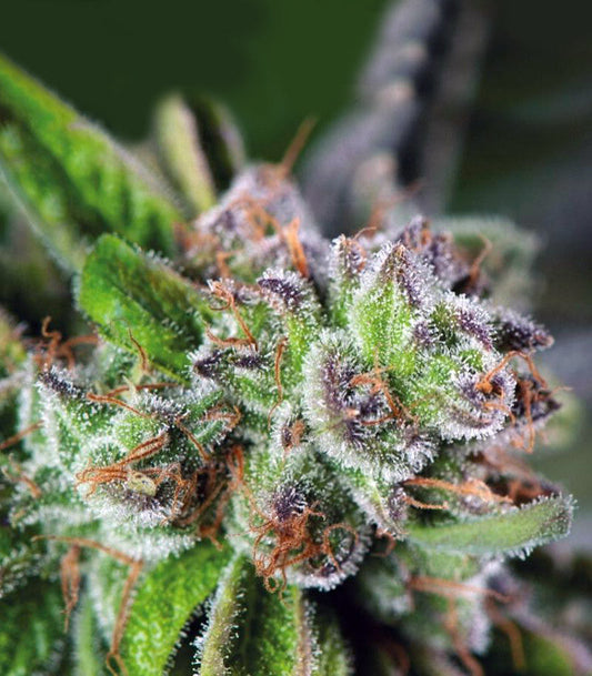 Roślina odmiany Watermelon Z – Pyramid Seeds – zdjęcie 3