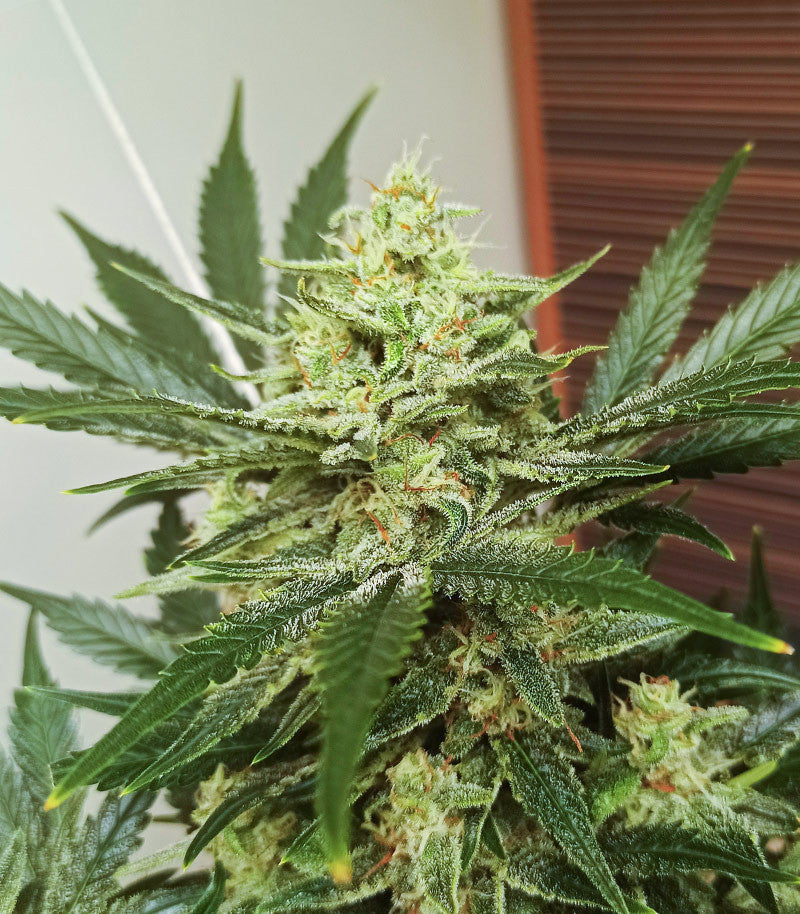 Roślina odmiany Original Afghan Kush Auto – zdjęcie 3