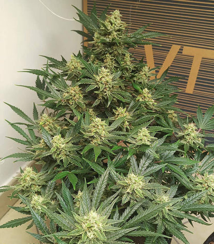 Roślina odmiany Original Afghan Kush Auto – zdjęcie 4