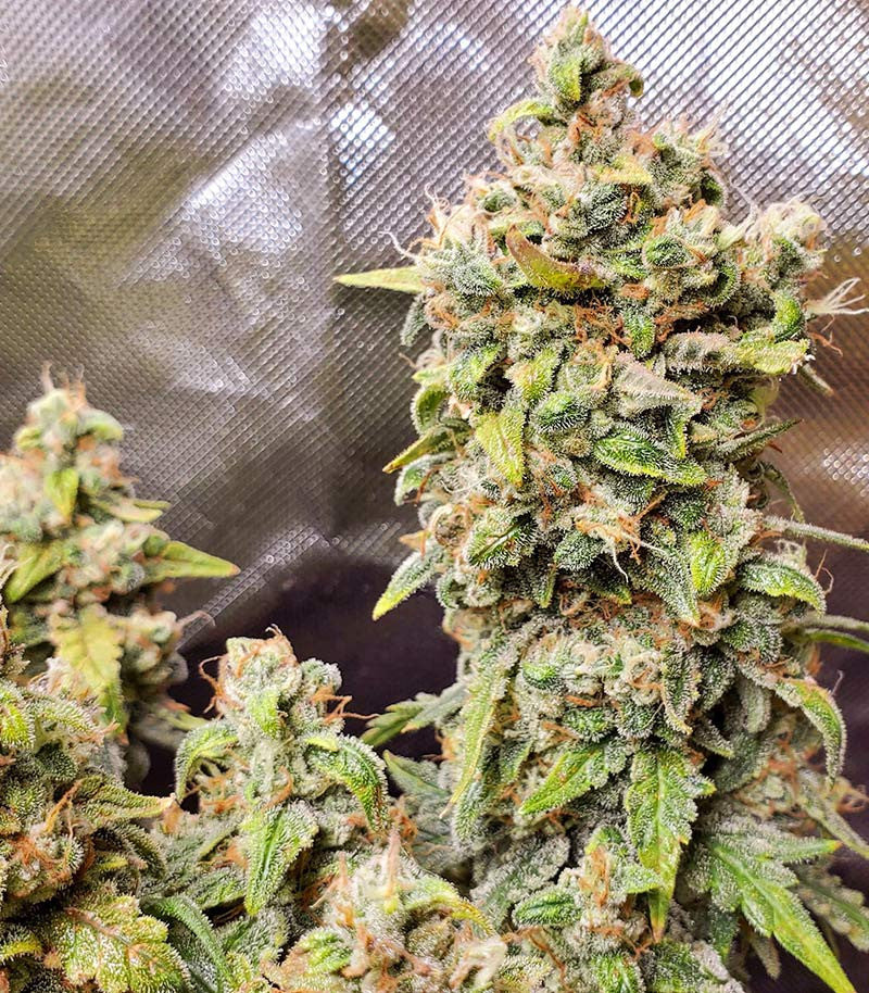 Roślina odmiany Original Afghan Kush Auto – zdjęcie 5