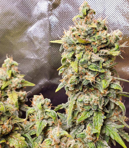 Roślina odmiany Original Afghan Kush Auto – zdjęcie 5