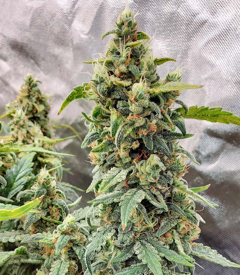 Roślina odmiany Original Afghan Kush Auto – zdjęcie 6