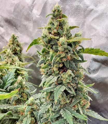Roślina odmiany Original Afghan Kush Auto – zdjęcie 6