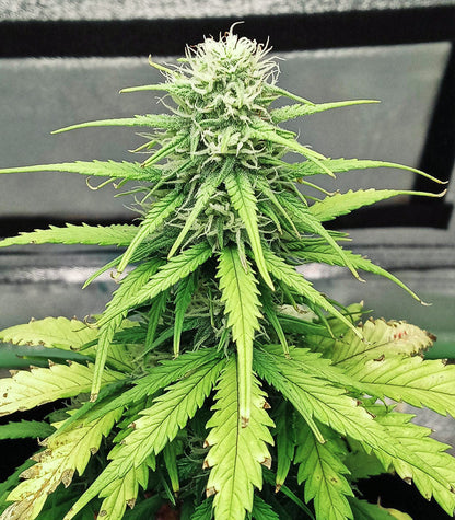 Roślina odmiany Original Afghan Kush Auto – zdjęcie 7