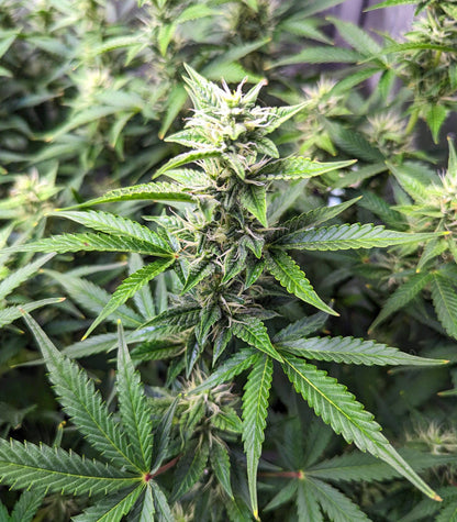 Roślina odmiany Bruce Banner #3 Auto – zdjęcie 5