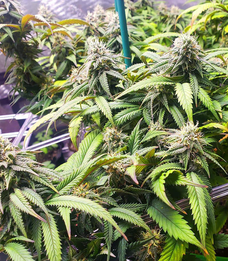 Roślina odmiany Bruce Banner #3 Auto – zdjęcie 6