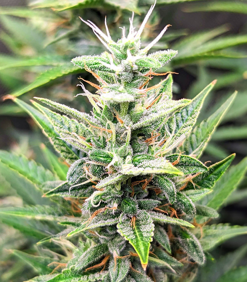 Roślina odmiany Bruce Banner #3 Auto – zdjęcie 7