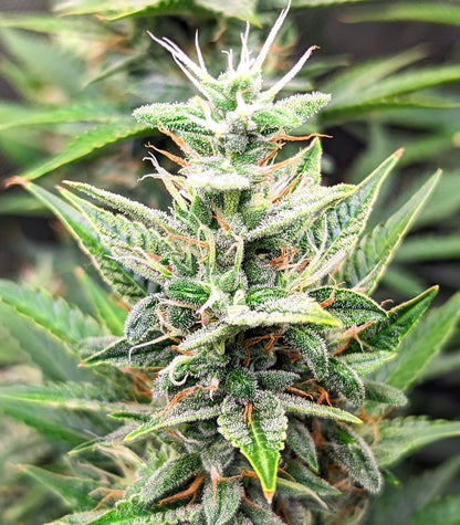 Roślina odmiany Bruce Banner #3 Auto – zdjęcie 7