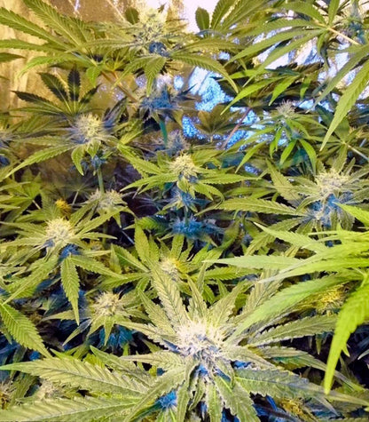 Roślina odmiany Cream Mandarine Auto – zdjęcie 3