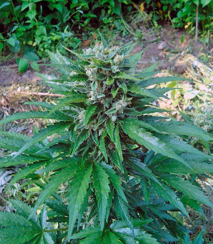 Roślina odmiany Cream Mandarine Auto – zdjęcie 6