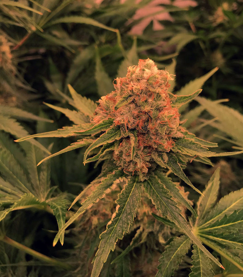 Roślina odmiany Critical Orange Punch – zdjęcie 4