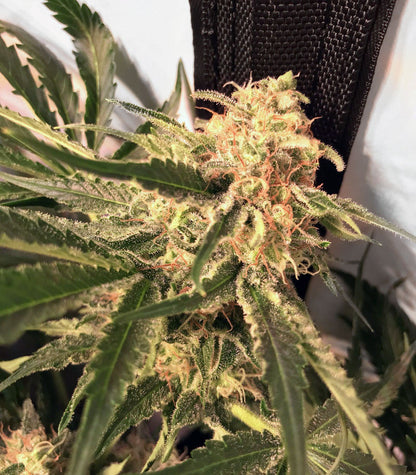 Roślina odmiany Critical Orange Punch – zdjęcie 3