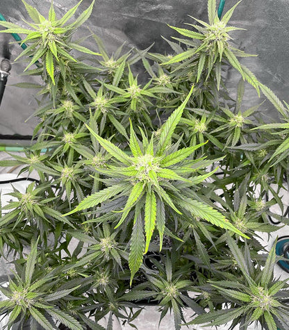 Roślina odmiany Strawberry Gorilla Auto – zdjęcie 5