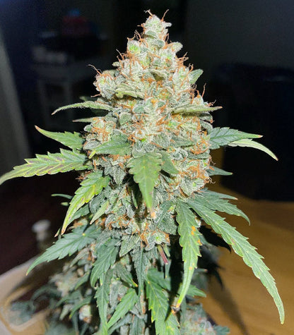 Roślina odmiany Chemdog Fast Version – Seedkeepers – zdjęcie 5