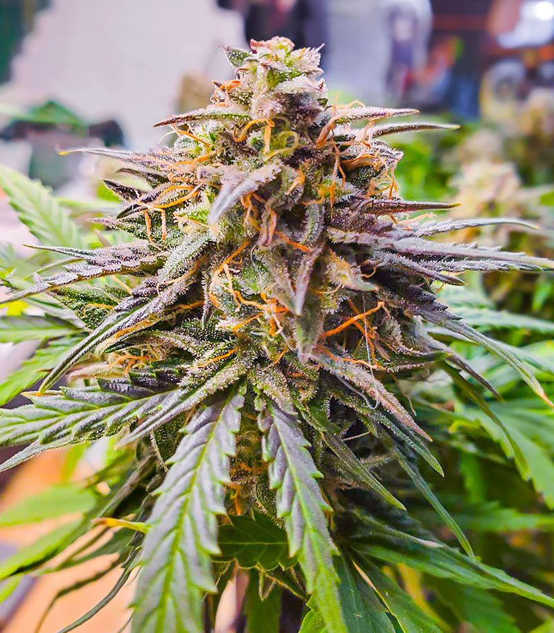 Roślina odmiany Crystal WW Autoflower – zdjęcie 3
