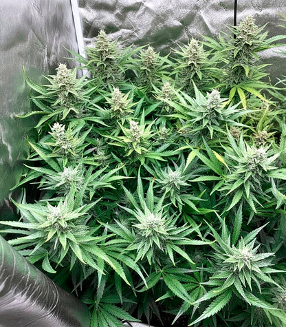 Roślina odmiany Sensi #34 Auto CBD – zdjęcie 6