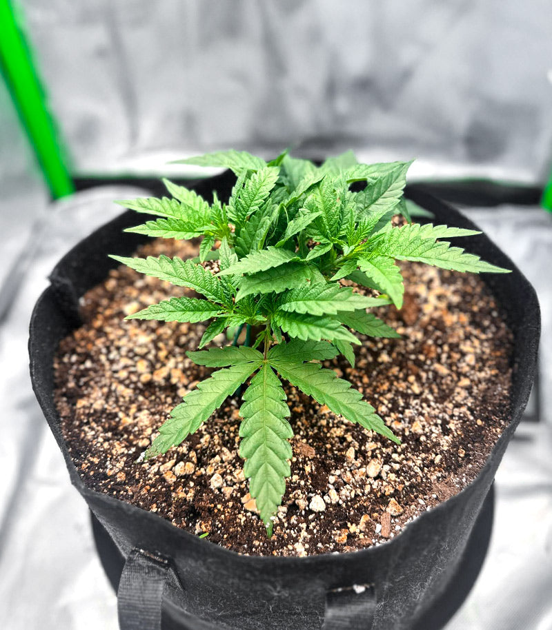Roślina odmiany Jelly Donutz Autoflower – zdjęcie 5