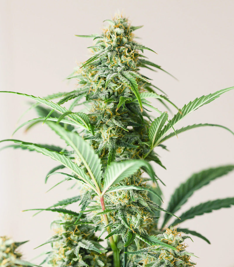Roślina odmiany Godzilla Original Glue GG#4 – zdjęcie 6