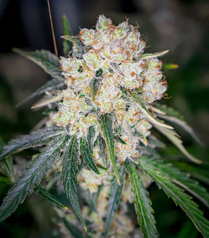 Roślina odmiany Keep Frosted Guava Autoflower – zdjęcie 6