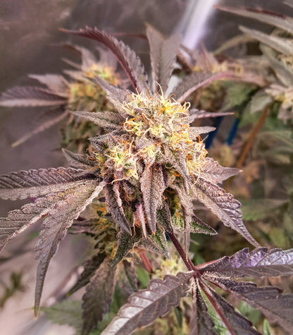 Roślina odmiany Sticky Sherbert GG – zdjęcie 3