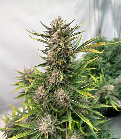 Roślina odmiany Humboldt Dream Autoflower – zdjęcie 3
