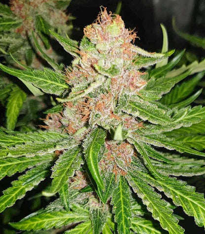 Roślina odmiany Tropicanna Poison F1 Fast Version – zdjęcie 3
