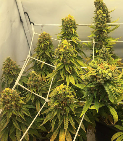 Roślina odmiany Sour Diesel – Barney's Farm – zdjęcie 5