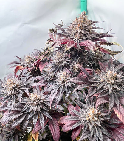 Roślina odmiany Purple Lemonade Fast Flowering – zdjęcie 5