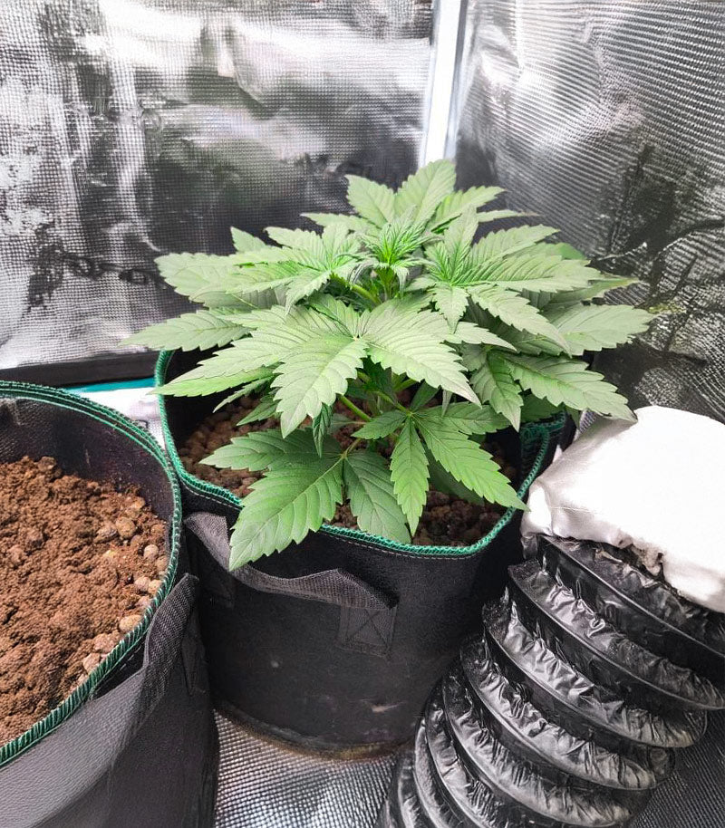 Roślina odmiany White Widow × White Fire OG Autoflower – zdjęcie 5
