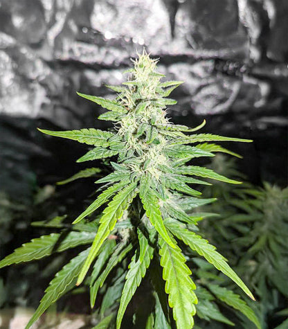 Roślina odmiany Candy Cane Mango Autoflower – zdjęcie 6