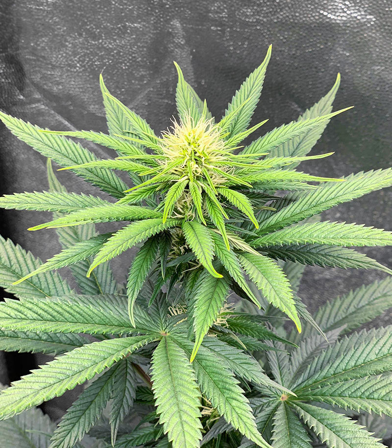 Roślina odmiany Gorilla Cookies Fast Flowering – zdjęcie 7