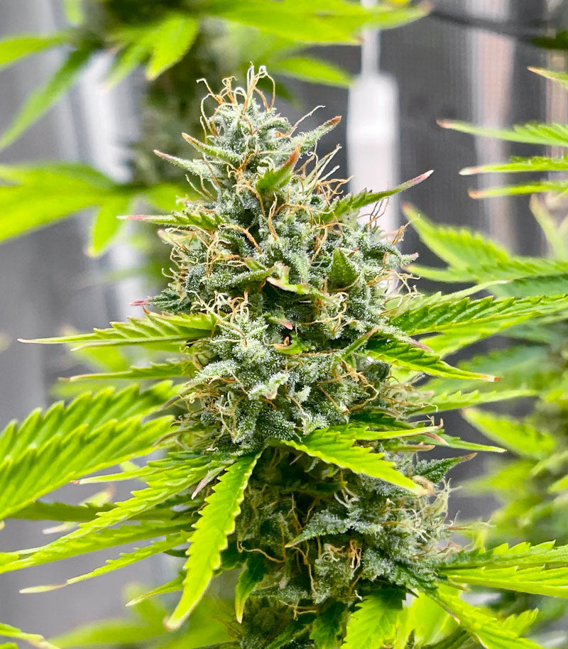 Roślina odmiany Durban Poison Autoflower – Seedkeepers – zdjęcie 3