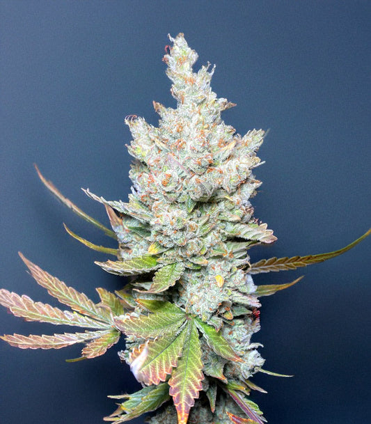 Roślina odmiany Mango Sherbert Autoflower – zdjęcie 3