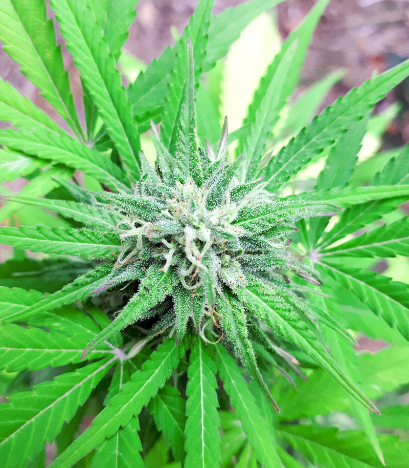 Roślina odmiany Auto White Widow CBD – zdjęcie 3