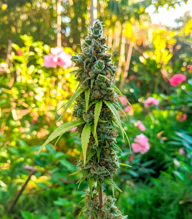 Roślina odmiany Purple Mango Kush – zdjęcie 5