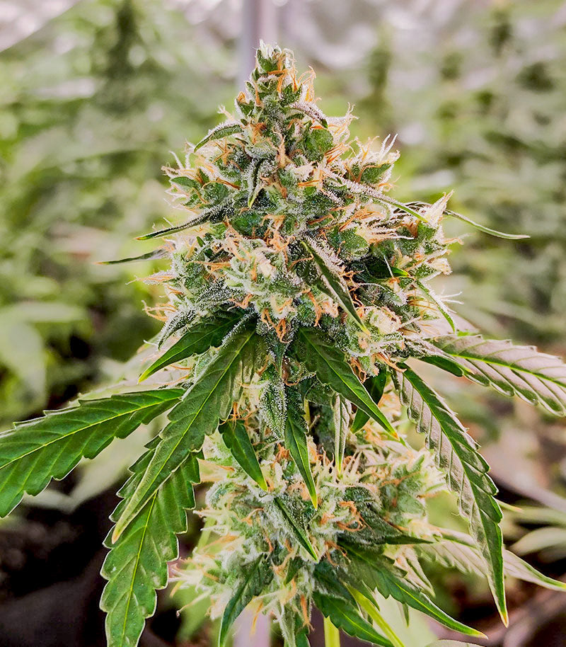 Roślina odmiany Wedding Cake Autoflower – EGS – zdjęcie 6