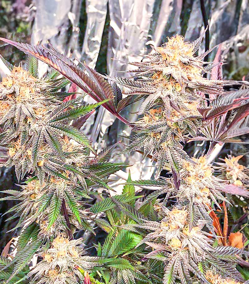 Roślina odmiany Dozy Breath – zdjęcie 3