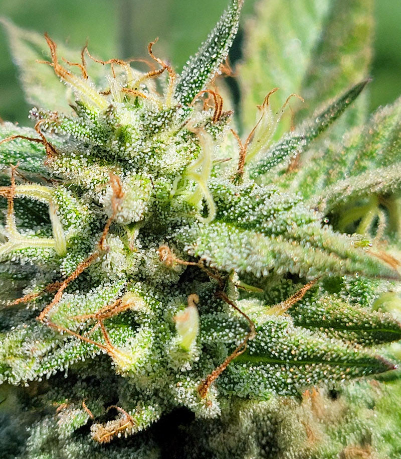Roślina odmiany Kush Mints Fast Version – Seedkeepers – zdjęcie 7